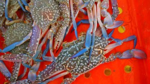 Warts-and-all evaluation may beat 'crabs in a bucket' mindset