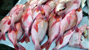 Pink Snapper WA Fish