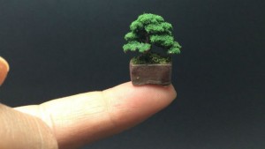 bonsai