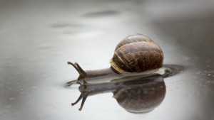 MC secular stagnation snail 1